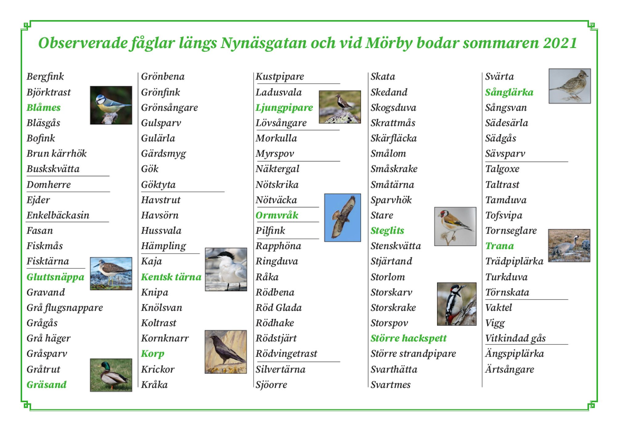 List of birds observed in Löt during 2021